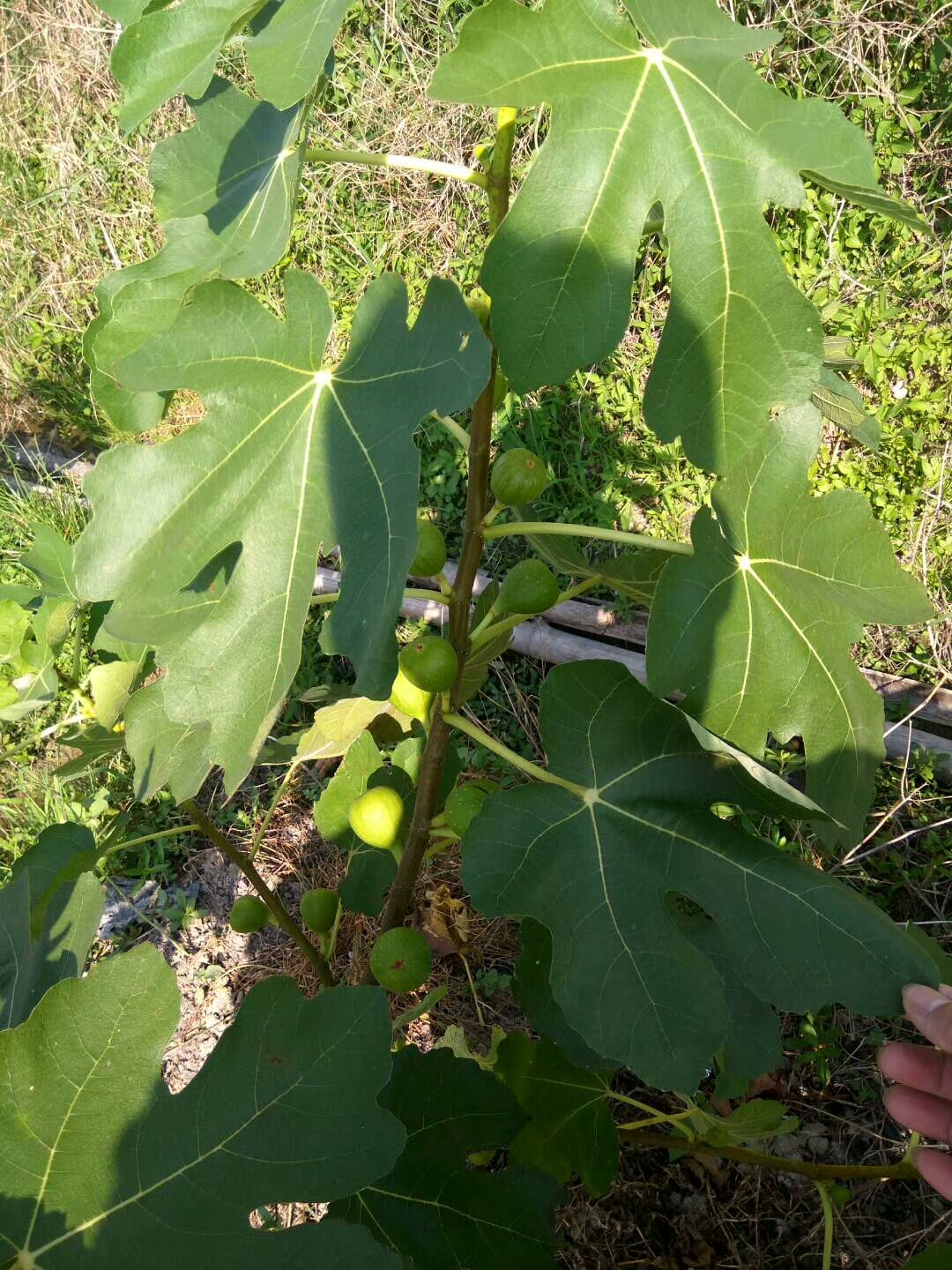 波姬红无花果苗  波姬红无花果 健康苗 免费送技术当年种当年