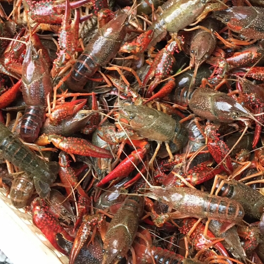 潜江市潜江小龙虾 中红4-6钱