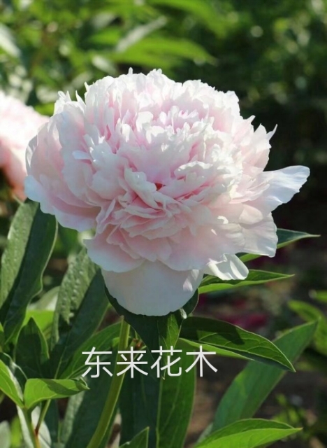 菏泽观赏牡丹 2cm以下 4cm以下 0.5米以下