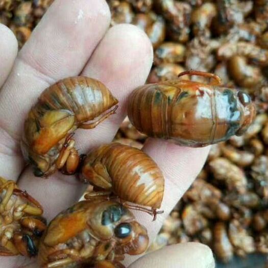 宁陵县金蝉