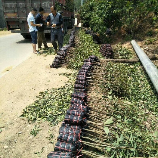 灵山县 想种植荔枝苗请联系，正品嫁接苗，前人栽树后人成梁。