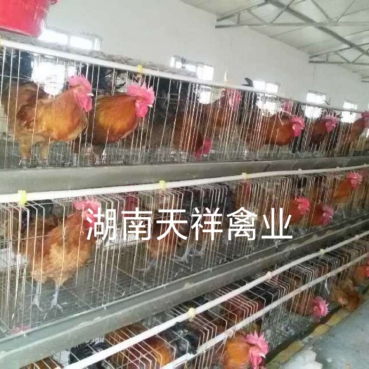 衡阳 土鸡苗，优质土鸡苗红毛大红冠黑尾巴，易成活，包路上死亡，