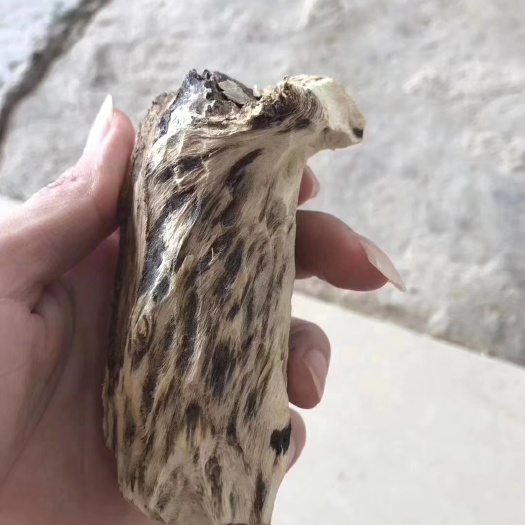 茂名奇楠沉香树 好的奇楠用实力说话