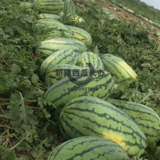 吐鲁番安农二号西瓜 10斤打底 1茬 9成熟