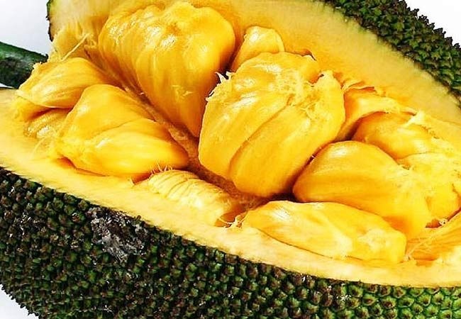 灵山县马来西亚一号菠萝蜜苗  越南红肉菠萝蜜   海南菠萝蜜   本地菠萝蜜苗