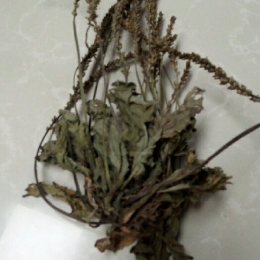 唐河县 车前草