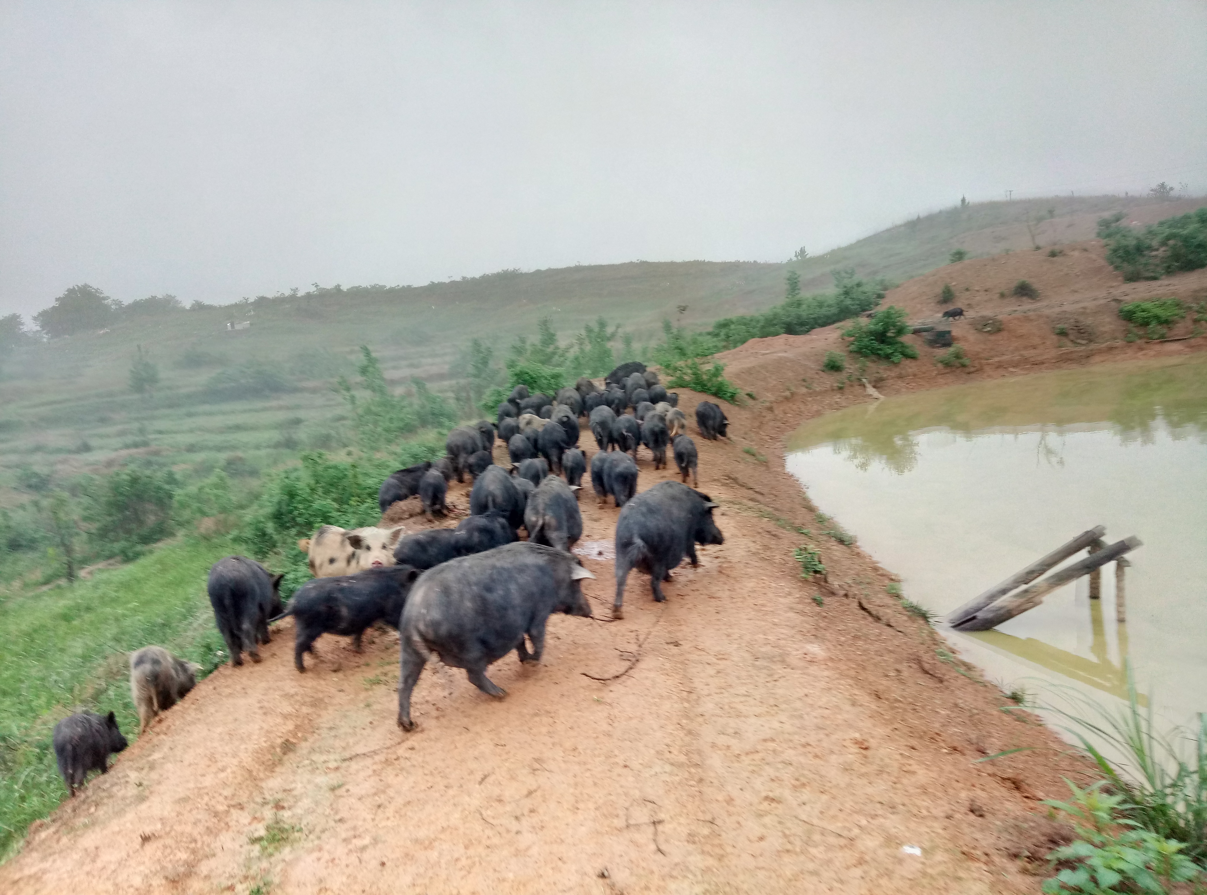 重庆尼泊尔香猪养殖图片