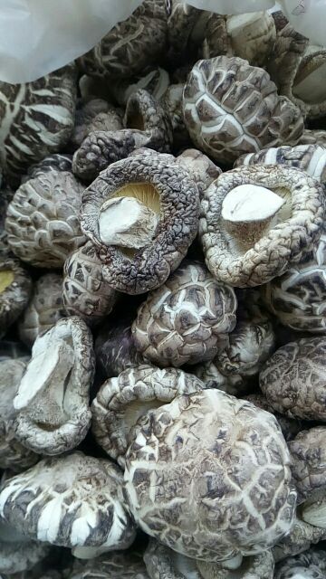  产地直销秋栽菇茶花菇，肉厚细嫩无污染无农药残留健康绿色食品