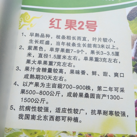 海宁市红果2号桑树苗 