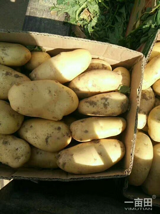 荷兰15号土豆 3两以上 