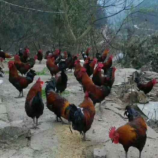 衡阳 鸡苗 土鸡苗 红毛土鸡包邮