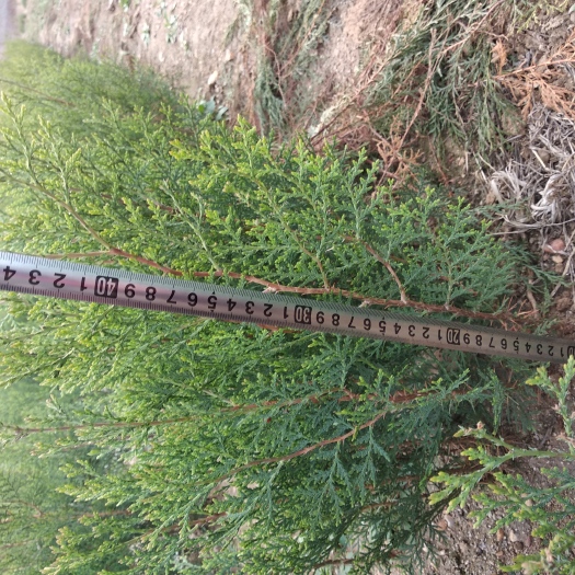 泰安侧柏苗