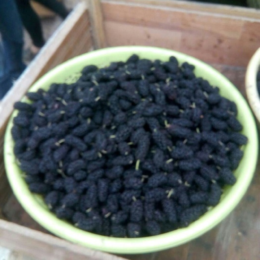 泊头市黑珍珠桑葚 2 - 3cm