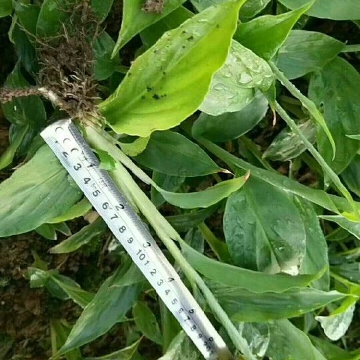 芒市草果苗 独本苗 0.5米以下 