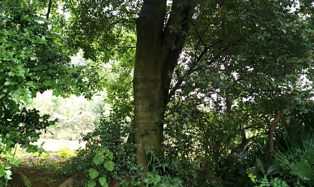 阳朔县丛生朴树