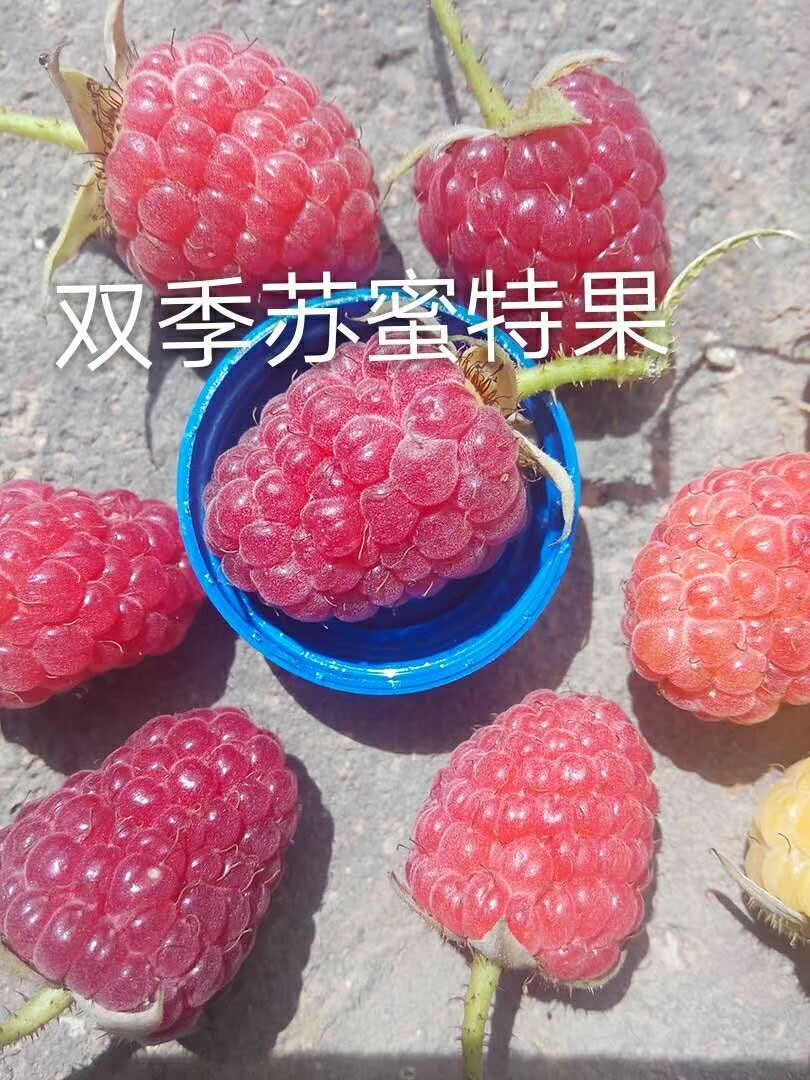 紅樹莓苗 