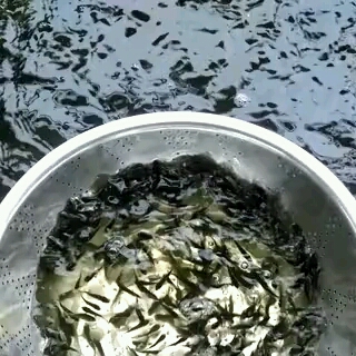 鲫鱼苗  中科五号银/超级/苗场直供，快大，抵抗力强