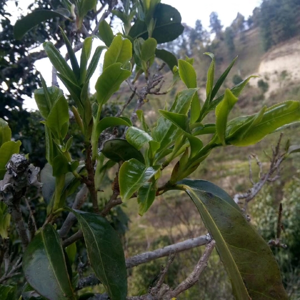 古树红茶 散装 特级