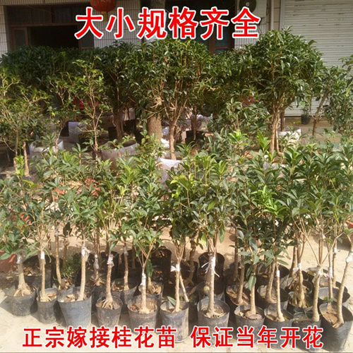 新沂市四季桂