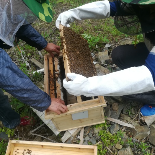 瑞金市中蜂