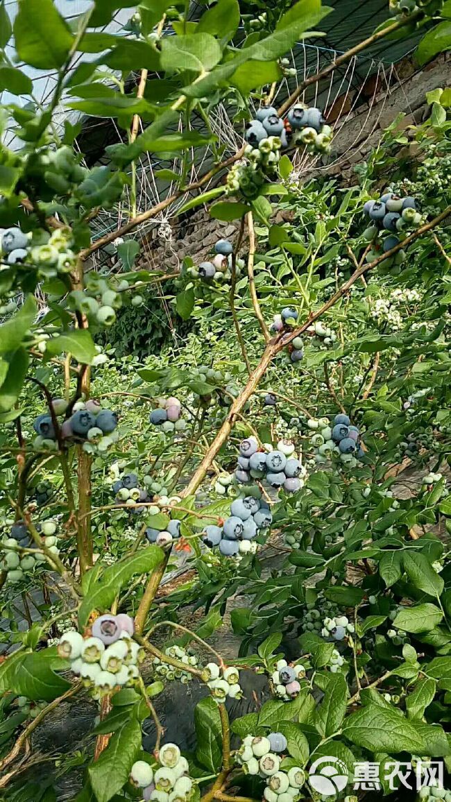 北陆蓝莓 鲜果 12 - 14mm以上