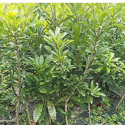 灵山县红杨梅种苗
