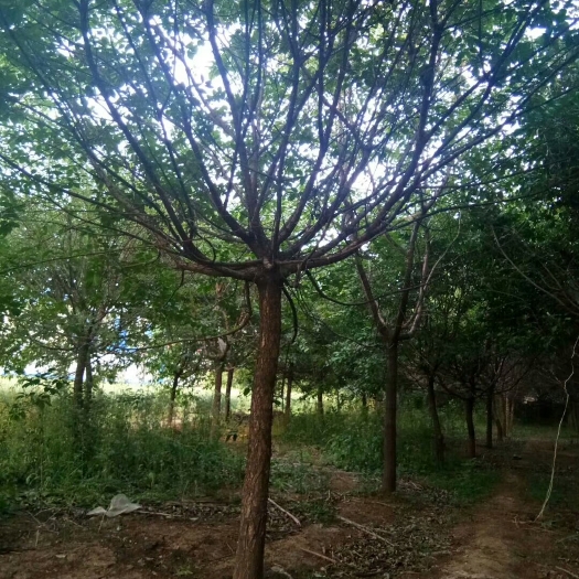 莒县流苏树 