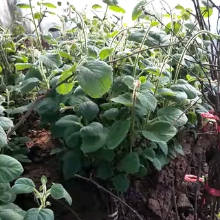 新沂市红心猕猴桃苗 嫁接苗
