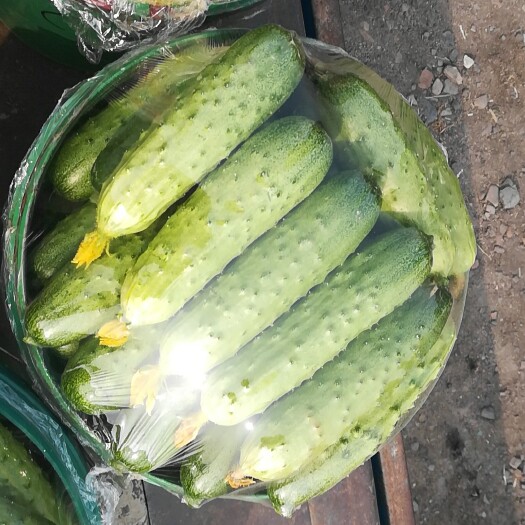 绥中县绥中旱黄瓜 15cm以下