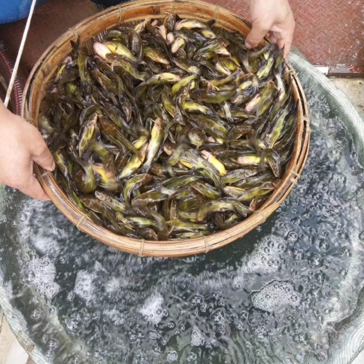 富顺县黄颡鱼苗，黄骨鱼苗，黄腊丁