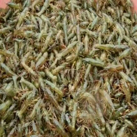 沭阳县小龙虾苗 