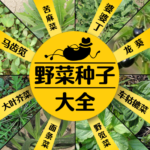 新沂市荠菜种子