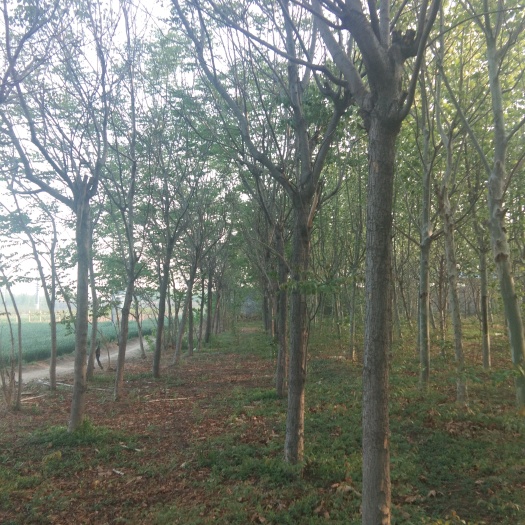 莒县北栾树