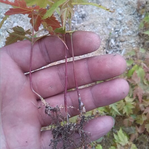 新昌县青枫