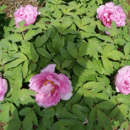 菏泽 牡丹苗