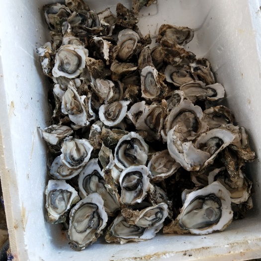 珠海珠海生蚝 一斤8只，开好边的，