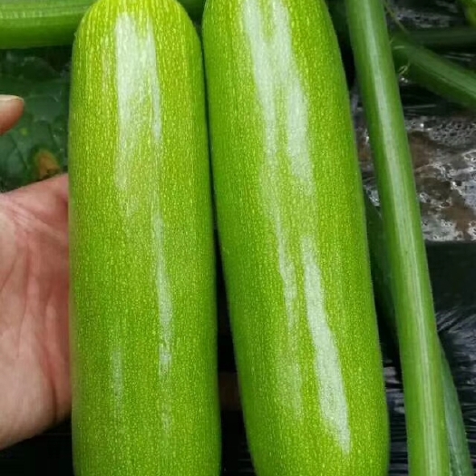 寿光市西葫芦种子