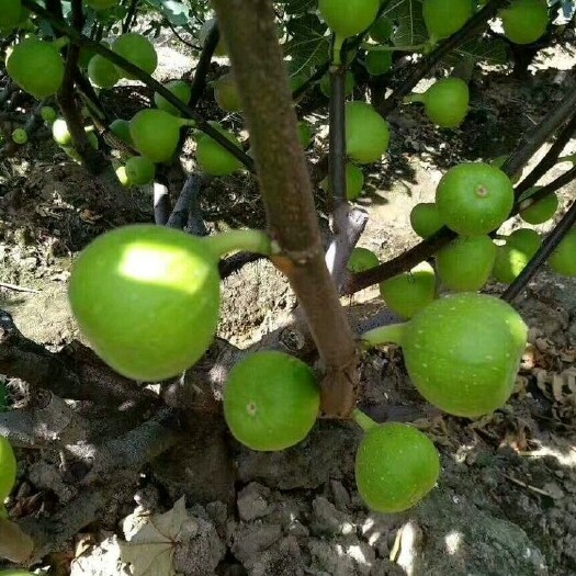 灵山县波姬红无花果苗  无花果