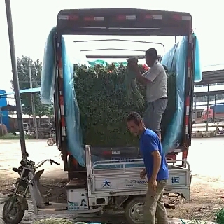 南乐县绿龙豆角 6~8cm以上 打冷