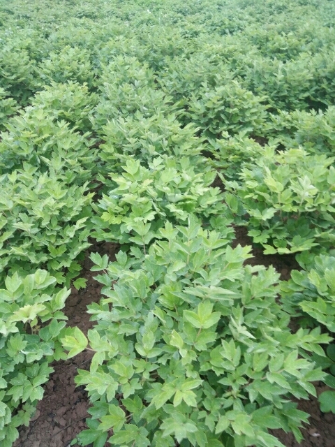 菏泽观赏牡丹 2cm以下 4cm以下 0.5米以下 