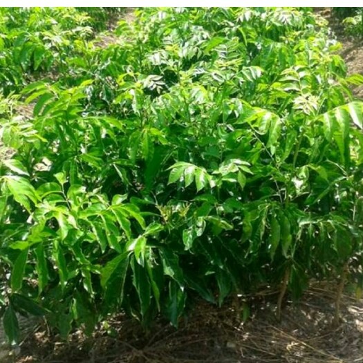 灵山县黑金刚黄皮果苗，贵妃黄皮