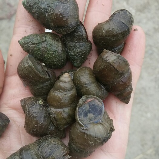 荆州石螺