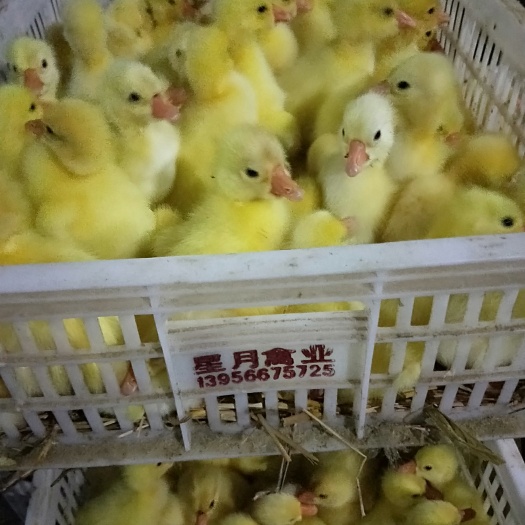涡阳县三花杂交鹅苗 