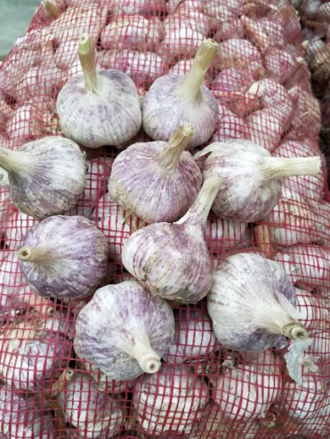 太空2號(hào)大蒜 混級(jí)統(tǒng)貨