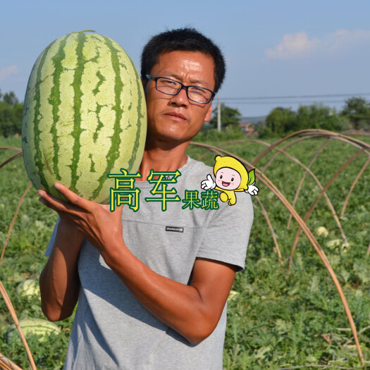 蒲城县金城5号西瓜   陕西金城五西瓜甜王西瓜陕西西瓜上市质量有保