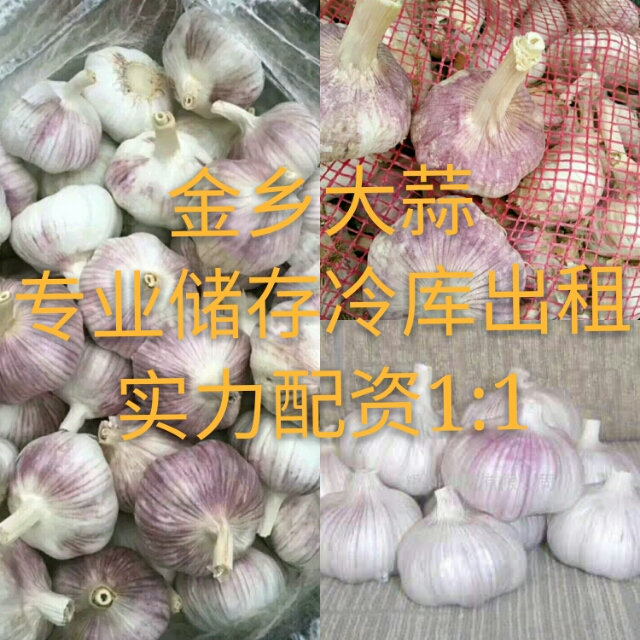 太空2號(hào)大蒜 混級(jí)統(tǒng)貨