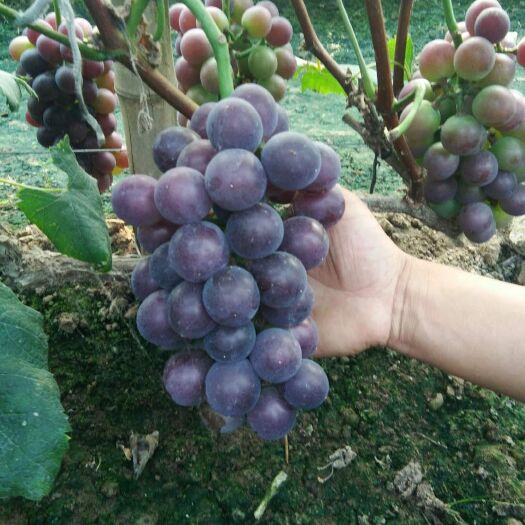 深泽县乒乓球葡萄 2斤以上 5%以下 1次果