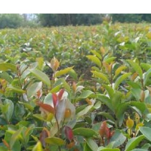 灵山县油茶苗 