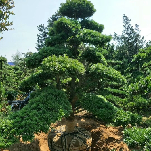 浏阳市造型罗汉松桂花