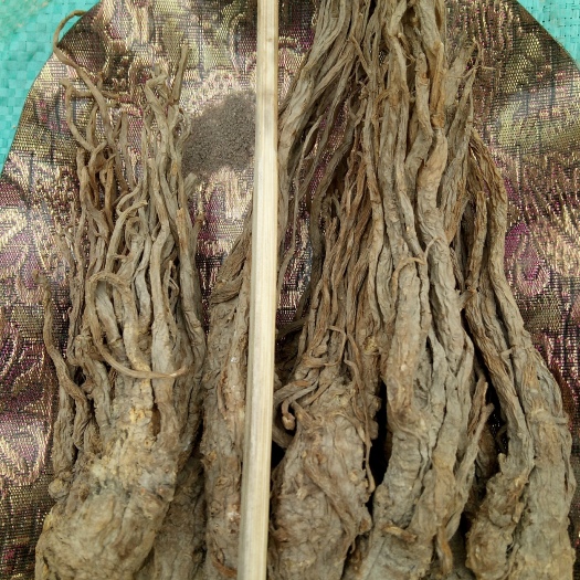 礼县岷当归 小条无水洗，无硫